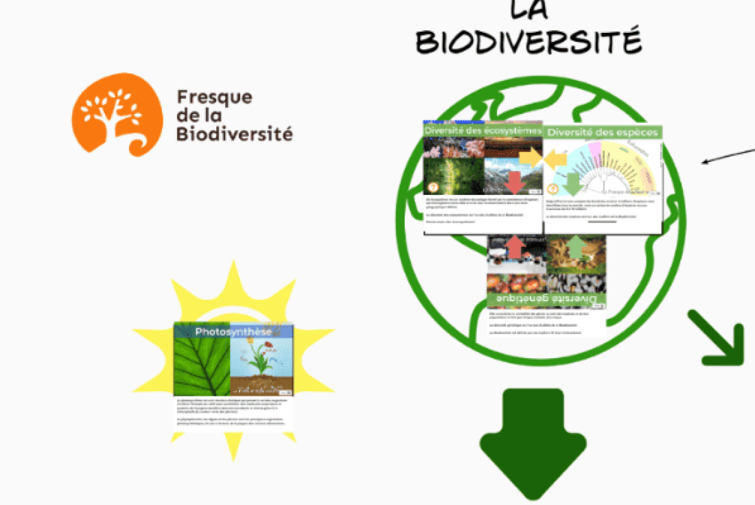 Vignette de la médiation Fresque de la biodiversité