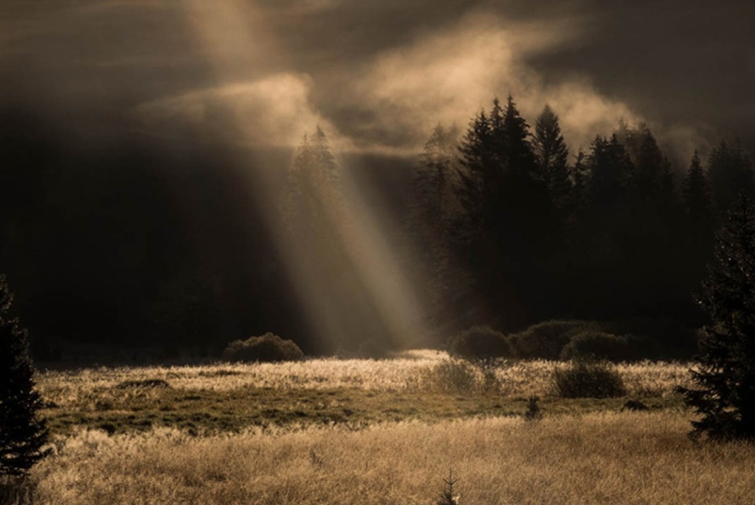 Vignette de la médiation Nocturne dans les bois